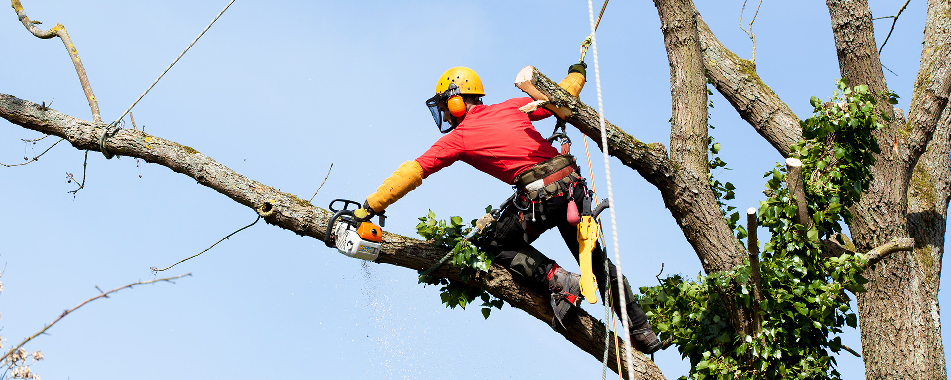 Man in a tree doing branch removal 