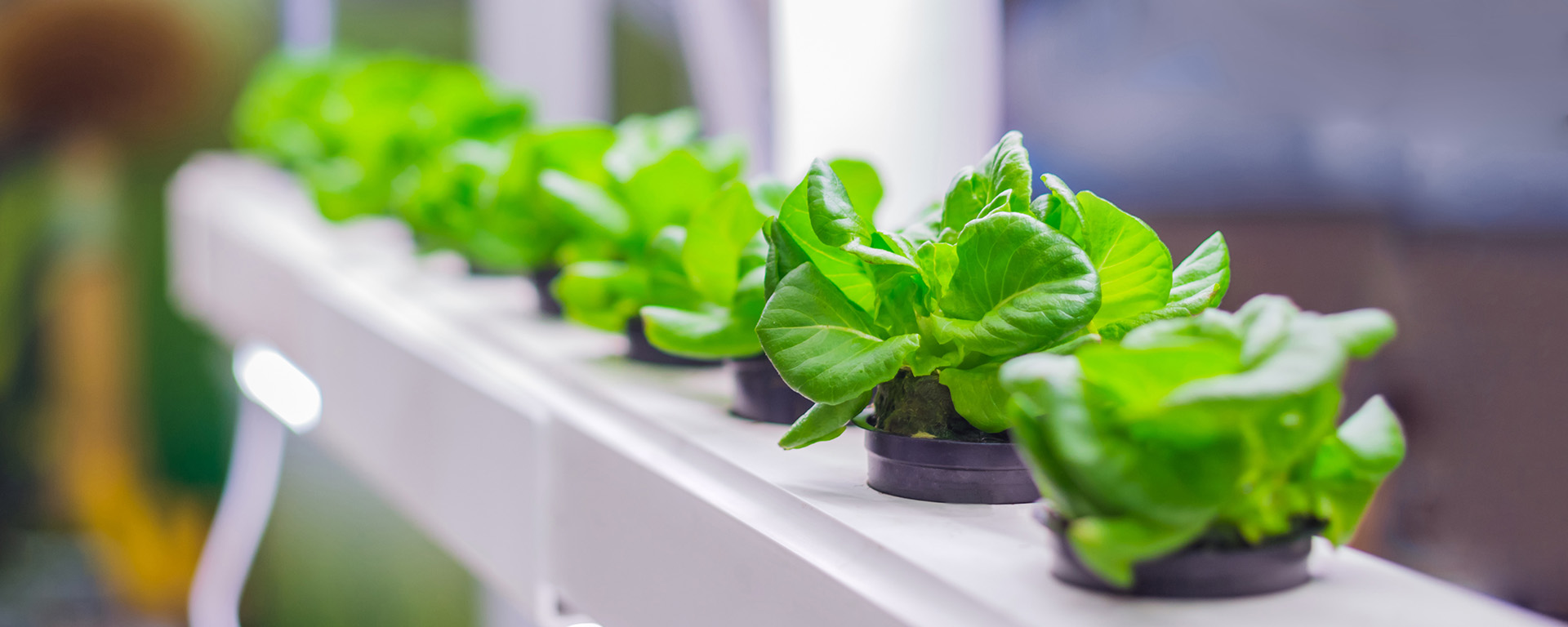 Plants being grown in a hydroponic system. 