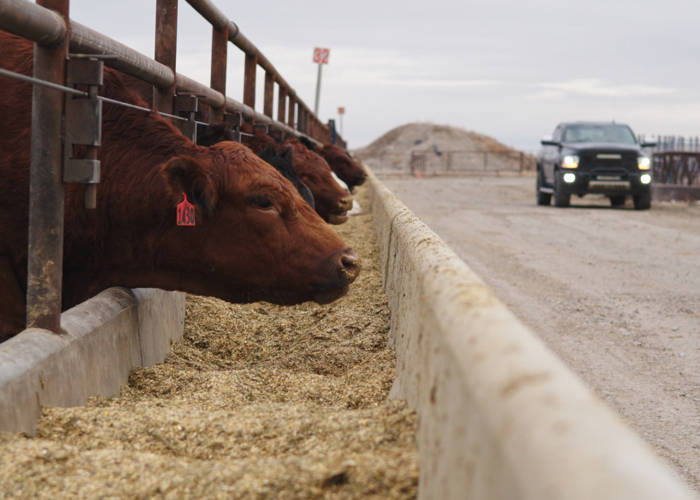 feed bunk