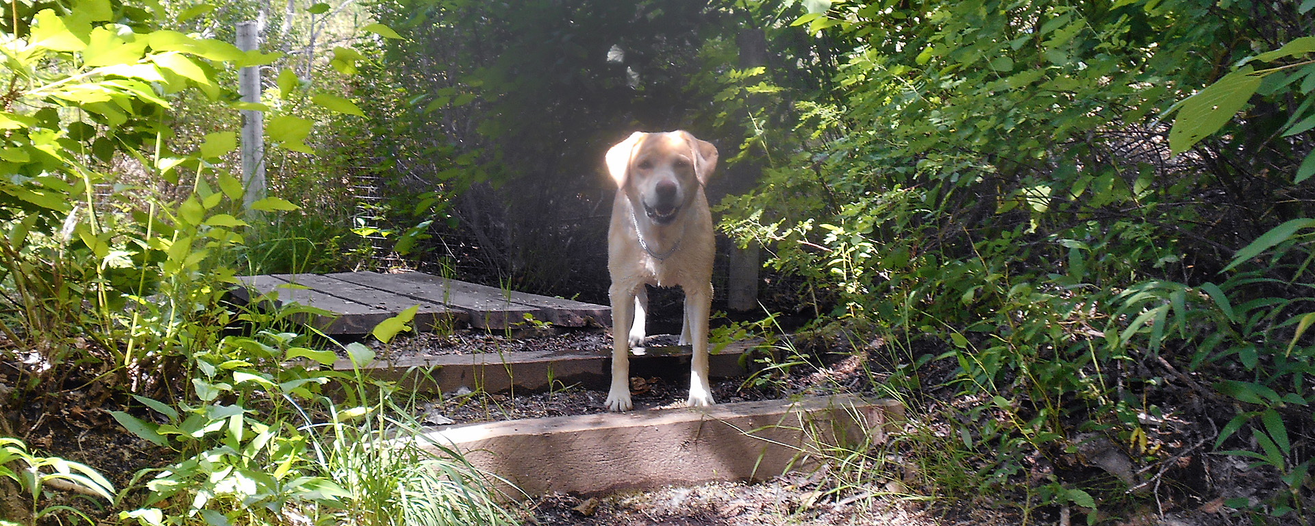 A tan dog standing on stone steps surrounded by plants. Photo courtesy Shannonbrook Boarding Kennels 