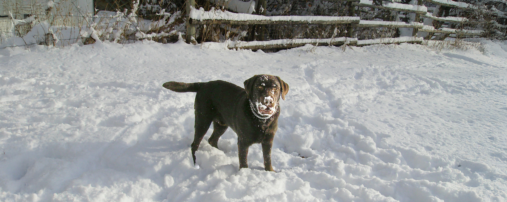 A golden lab dog with snow on its face is standing in a field of snow with a log fence in the background 
