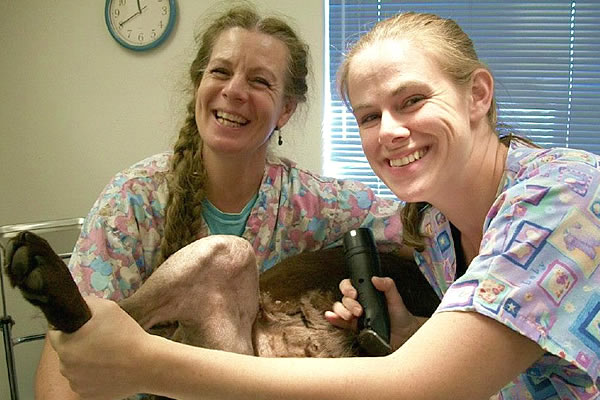 Two veterinarians shaving a dog's leg