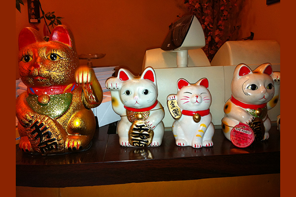 Oriental cats on display