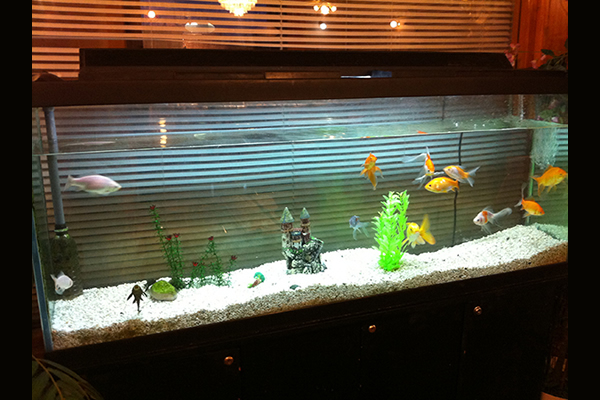 Fish aquarium with fancy goldfish, a plecco and gravel and sandcastle