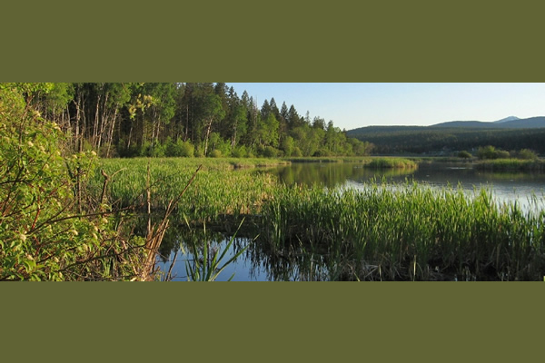 kodiak picture of a lake, forest and reeds