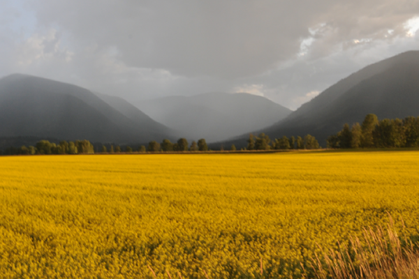 field surrounded by moutain terrain