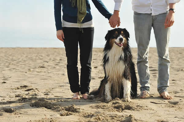 a couple holding hands on a sandy beach with a dog sitting in the middle of them 