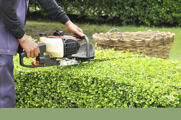 chainsaw being used to trim the top of hedges evenly