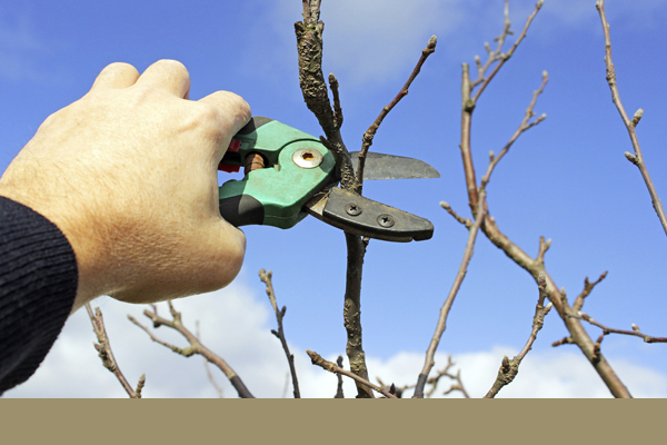 clippers being used to prune a tree branch