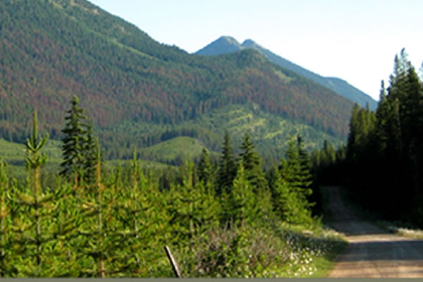 a dirt toad surrounded by forest and mountain terrain
