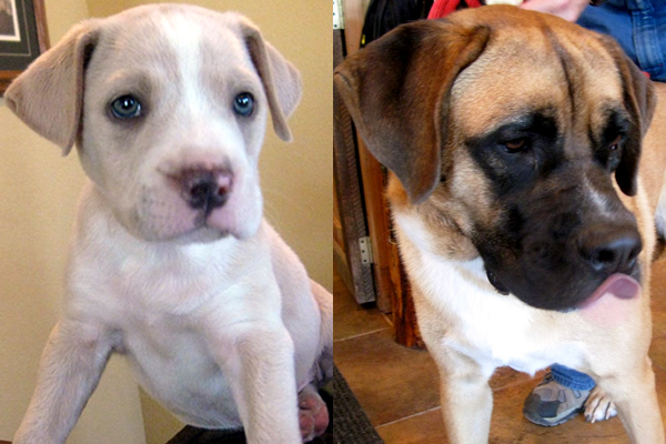 two photos side by side of a puppy and an older dog at Mountain Vista Veterinary Services