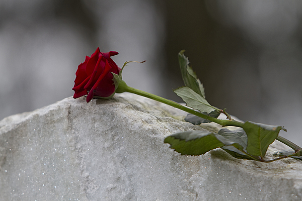 a single stemmed red rose laid on the top of a cement gravestone