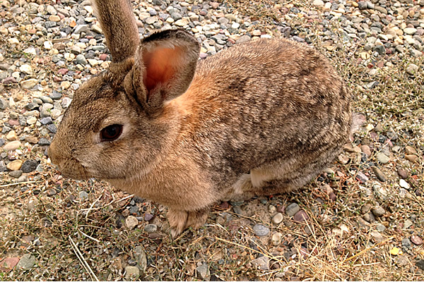 a brown bunny outside named Bugsy