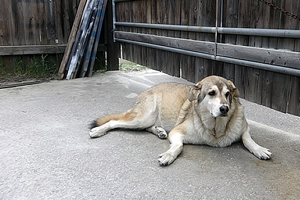 Male German Sheppard dog named Ryder