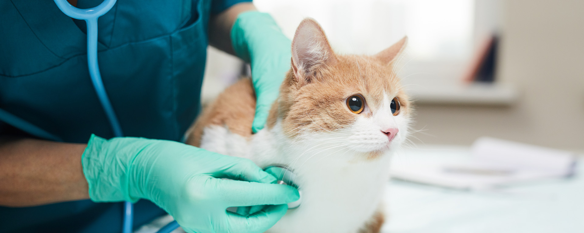 A small cat being examined at the vet 