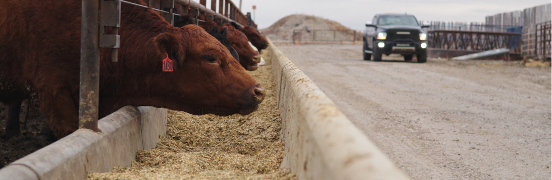feed_bunk_cows