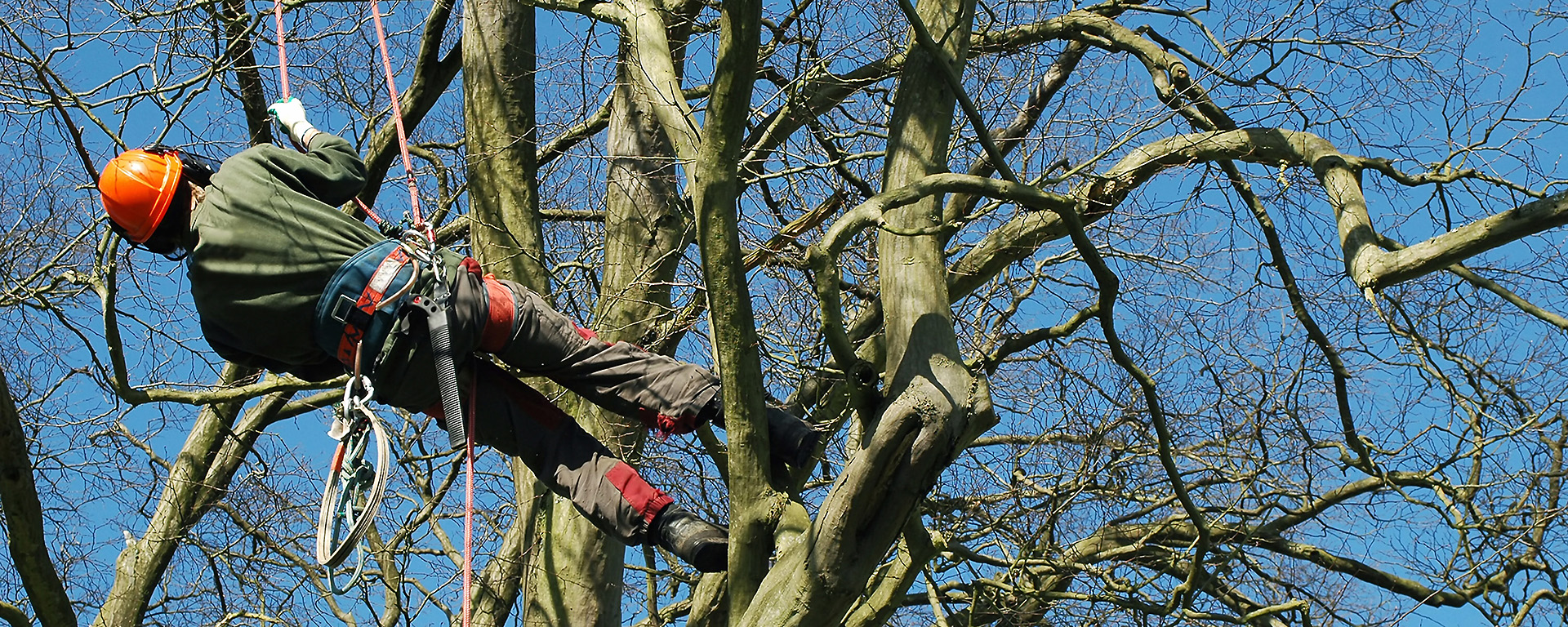 A professional arborist hanging by ropes in a tree. 