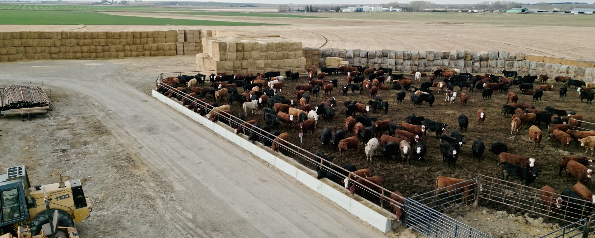 A paddock full of cattle with concrete feed bunks alongside it
