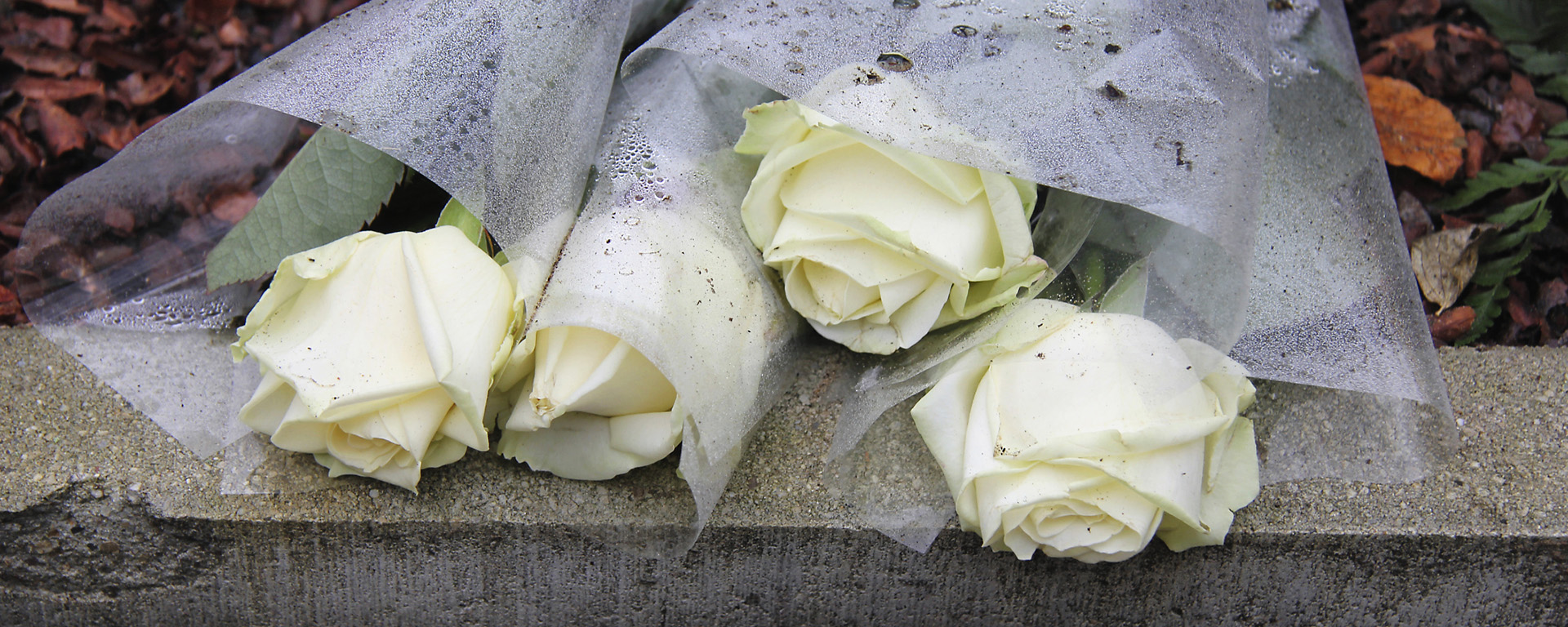 Individually wrapped white roses 